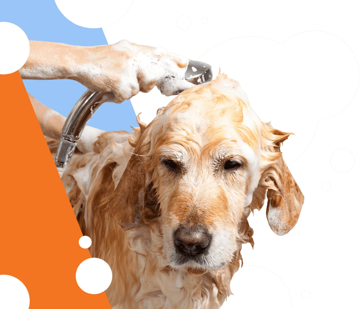 Happy golden retriever getting a professional bath with premium grooming products